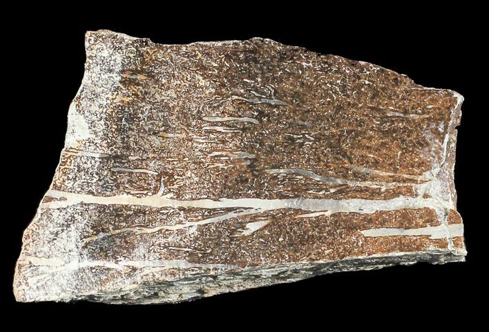 Polished Pliosaur (Liopleurodon) Bone - England #53478